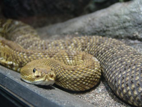 Im Longtail liegt die Kraft - auch beim SEA (Bild: reptileknowledge.com)