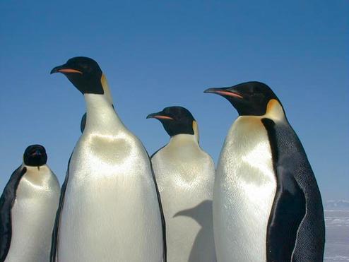 Halten Ausschau nach einem Spam-Suchergebnis zum Futtern: Kaiserpinguine in der Antarktis (Bild: Josh Landis / U.S. Antarctic Program Photo Library)