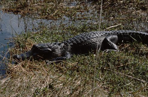 Google und das Krokodil: Im Bild zu sehen eine menschenmordende Bestie. Und ein Alligator (Bild: Reinhard Jahn)