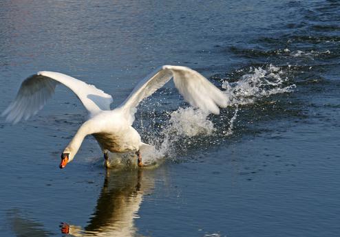 (Bild: Erich Westendarp / Pixelio) (Bild: Erich Westendarp / Pixelio)