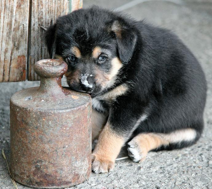 Klicken Sie auf dieses süße Hundebaby! (Bild: merz_ingbert/Pixabay) Klicken Sie auf dieses süße Hundebaby! (Bild: merz_ingbert/Pixabay)