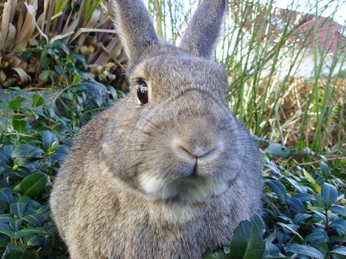 Gastkommentator Hase wei wieder nicht, wovon die Rede ist, wenn ber Multichannel gesprochen wird (Bild: Gerbil)