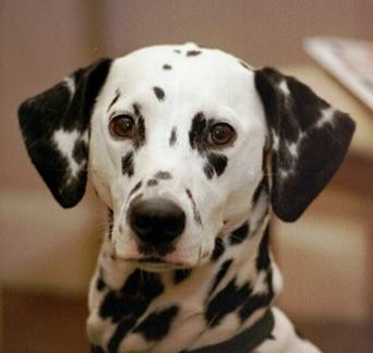 Ohne Vorratsdatenspeicherung wird dieser süsse Hund von bösen Hackern erschossen. Oder so. (Bild: Santana-freitas) Ohne Vorratsdatenspeicherung wird dieser süsse Hund von bösen Hackern erschossen. Oder so. (Bild: Santana-freitas)