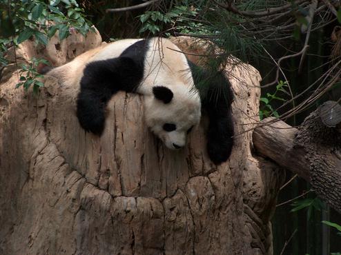 'Rieche ich Shop Suey?' Google wird Shops in den Rankings knftig genauer unter die Lupe nehmen. Ob nun ein konkretes 'Shop-Panda' geplant ist oder nicht, ist Nebensache. (Bild: Mike R / wikimedia commons)
