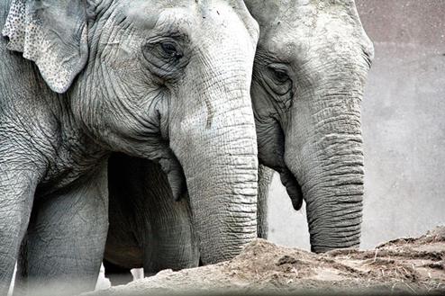 Web wird wild: Vernetzte Wildtiere agieren als Online-Sensoren (Bild: flickr.com / marfis756)