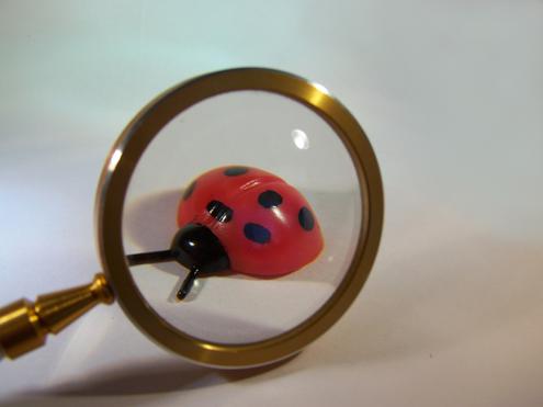 Ein Bug! (Bild: knipseline/pixelio.de)