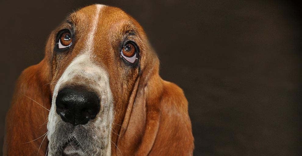 Bestimmten psychologischen Phänomen kann man sich kaum entziehen. Dazu gehört der Hundeblick - und der Effekt des Social Proofs. Marketer können ihn gezielt nutzen. (Bild: doanme / pixabay.com) Bestimmten psychologischen Phänomen kann man sich kaum entziehen. Dazu gehört der Hundeblick - und der Effekt des Social Proofs. Marketer können ihn gezielt nutzen. (Bild: doanme / pixabay.com)