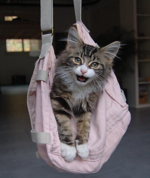 Die Deutschen kaufen gerne ein fr ihre tierischen Lieblinge (Bild: pixelio.de/Daniela Kuster)