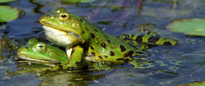 Sex sells? Stimmt - aber wenn es so einfach wäre, könnte es jeder. Um König im Teich zu werden, muss man vor allem wissen, wie man Content vermarktet. (Bild: Pixabay / CC0) Sex sells? Stimmt - aber wenn es so einfach wäre, könnte es jeder. Um König im Teich zu werden, muss man vor allem wissen, wie man Content vermarktet. (Bild: Pixabay / CC0)