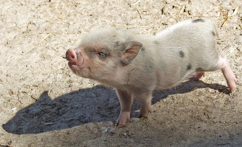 Der Übeltäter: Die neue Sau 'Haib'. Aber wer könnte diesem Schweinchen lange böse sein? (Bild: Pixabay / CC0)