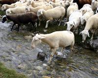 Im Affiliate-Markt existieren viele schwarze Schafe (Bild: SXC.hu/Ana y Paco Sancho)