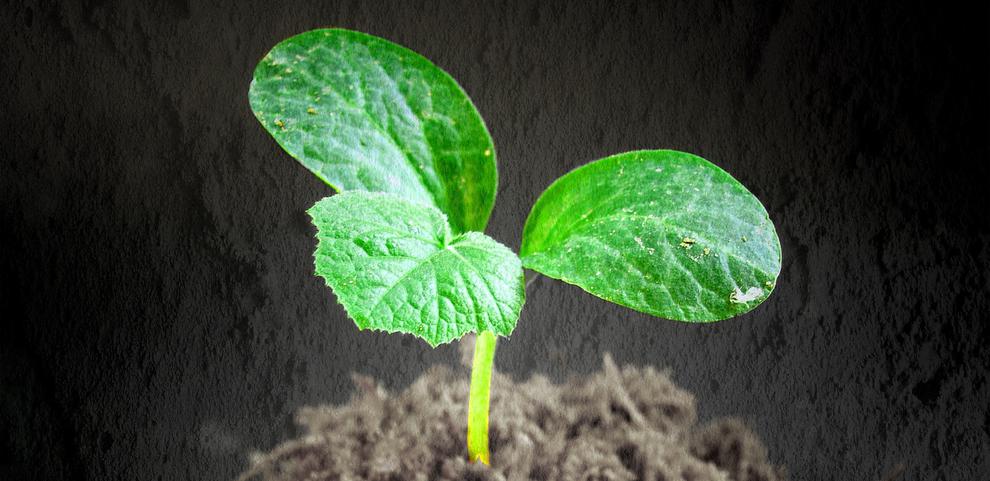 (Bild: 41330/Pixabay CC0) (Bild: 41330/Pixabay CC0)