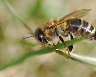 Kurz vor dem Aufstieg: Etwa 16 Millisekunden braucht die Honigbiene, um drei Mal mit den Flgeln zu schlagen. So lange wie eine RTB-Auktion dauert (Vera Buhl / wikicommons)
