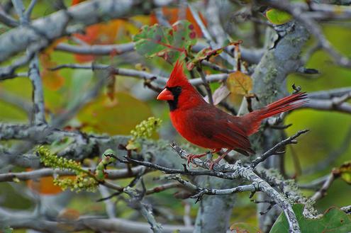 Auch der Kardinalvogel soll twittern (Bild: B. Walker)