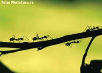  (Bild: )